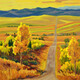 Alberta Foothills 30 x 30 acrylic on gallery wrap canvas